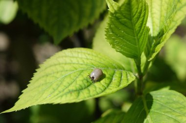 Castor fasulyesi kenesi (Ixodes ricinus)