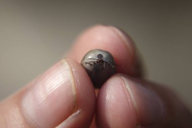 Castor fasulyesi kenesi (Ixodes ricinus)