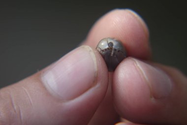 Castor fasulyesi kenesi (Ixodes ricinus)