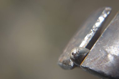 Castor fasulyesi kenesi (Ixodes ricinus)