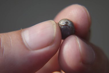 Castor fasulyesi kenesi (Ixodes ricinus)