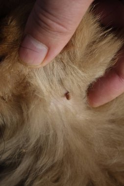 Köpeklerin kenelerini temizlemeye yardım et.