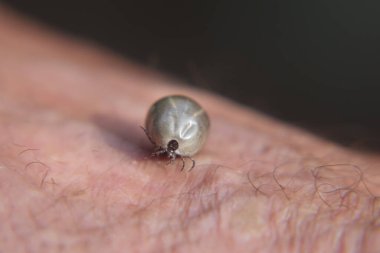 Castor fasulyesi kenesi (Ixodes ricinus)