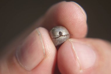 Castor fasulyesi kenesi (Ixodes ricinus)