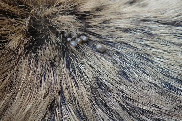 Kullancsok Gyapjú Egy Vaddisznó Ixodes Ricinus Félék — Stock Fotó