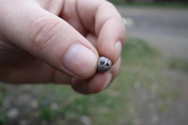 Carrapato Pequeno Dedo Humano — Fotografia de Stock