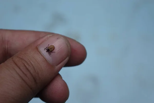 Kleszcz Rycynowy Ixodes Ricinus — Zdjęcie stockowe