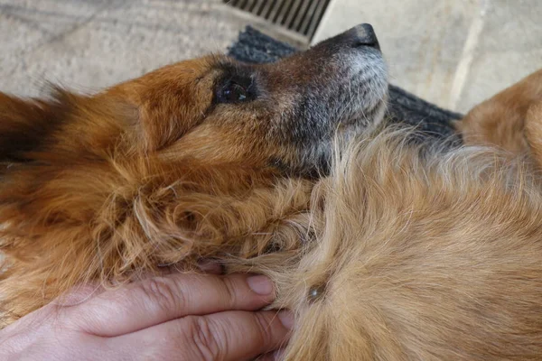 Ayuda Limpiar Las Garrapatas Los Perros — Foto de Stock