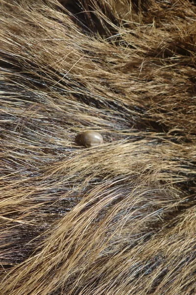 野生の豚の毛にダニ イキソードリシン — ストック写真
