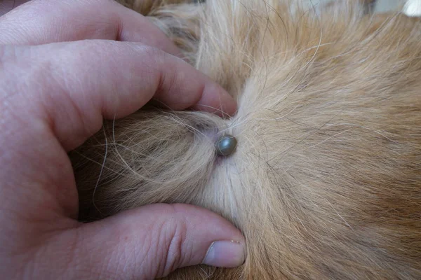 Köpeklerin Kenelerini Temizlemeye Yardım — Stok fotoğraf