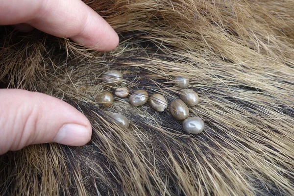 Kullancsok Gyapjú Egy Vaddisznó Ixodes Ricinus Félék — Stock Fotó