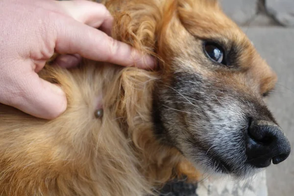 Ajuda Limpar Carrapatos Cães — Fotografia de Stock