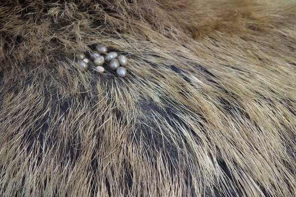 Ticks on the wool of a wild pig. Ixodes ricinus.