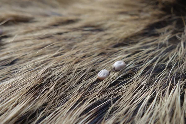 野生の豚の毛にダニ イキソードリシン — ストック写真