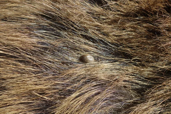 Ticks Wool Wild Pig Ixodes Ricinus — Stock Photo, Image