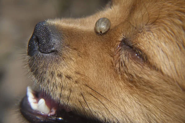 Castor fasulyesi kenesi (Ixodes ricinus)