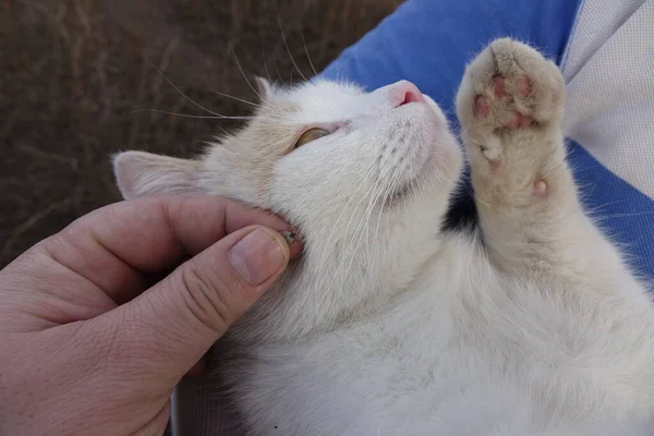 猫のダニをきれいにするのに役立ちます イキソードリシン — ストック写真