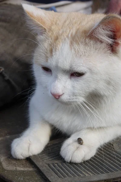 Hjälp Till Att Rengöra Fästingar Från Katt Ixodricinus — Stockfoto