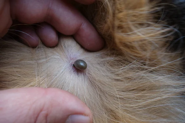 Help Clean Ticks Dogs — Stock Photo, Image