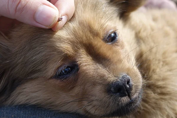 Ayuda Limpiar Las Garrapatas Los Perros — Foto de Stock