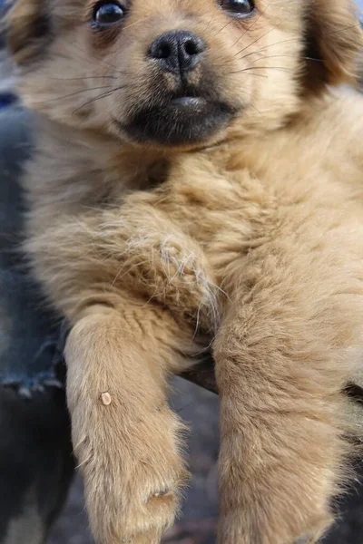 Ajuda Limpar Carrapatos Cães — Fotografia de Stock