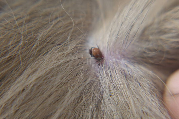 Касторовый клещ (Ixodes ricinus)