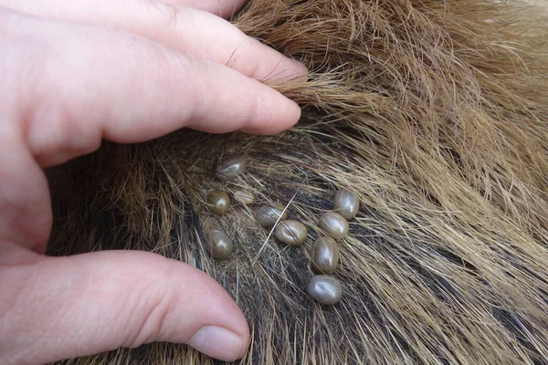 Kullancsok Gyapjú Egy Vaddisznó Ixodes Ricinus Félék — Stock Fotó