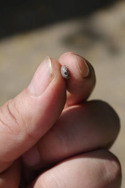 Small Tick Human Finger — Stock Photo, Image