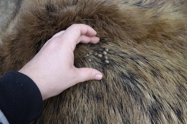 Ticks on the wool of a wild pig. Ixodes ricinus.