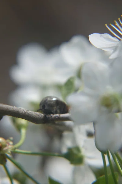 Carrapato Mamona Ixodes Ricinus — Fotografia de Stock