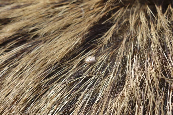 在一头野猪的毛上打针 蓖麻叶虫 — 图库照片