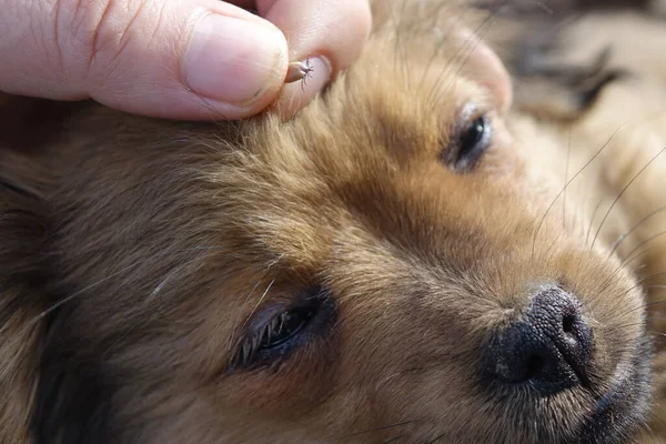 Hjälp Till Att Rengöra Fästingar Från Hundar — Stockfoto