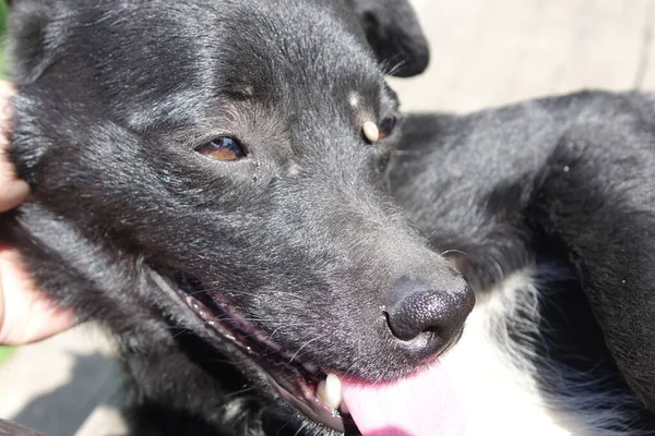 Ayuda Limpiar Las Garrapatas Los Perros — Foto de Stock