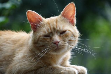 Kırmızı saçlı şirin kedinin yakın plan görüntüsü.