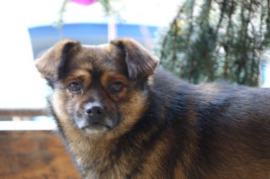 Yaşlı kahverengi köpek, yakın plan.