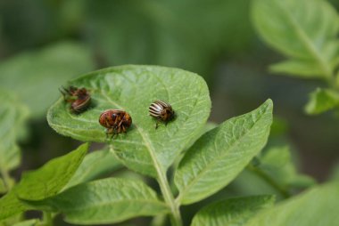 Patates yapraklı Colorado patates böceği