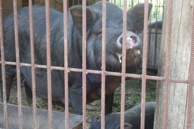 Domuz çiftliği kafesinde siyah domuz yavrusu