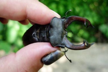 Avrupa böceği. Transcarpathia, yakın çekim görüntüsü