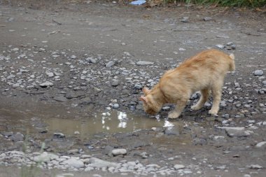 Kırmızı saçlı şirin kedinin yakın plan görüntüsü.