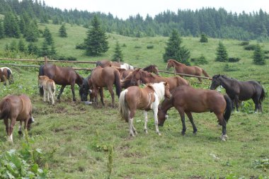 Karpat Ukrayna 'nın sonbahar aylarında dağlık çayırlarda otlayan vahşi atlarının tepesinde. Korunmasız geçirdikleri yaz.