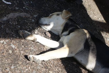 Köpek yerde yatıyordu.