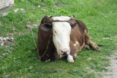 İnek çimenlerin üzerinde yatıyor.