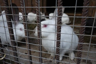 yerli tavşanlar, yakın çekim