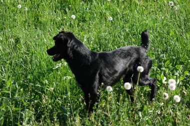 Köpek, yakın görüntü.