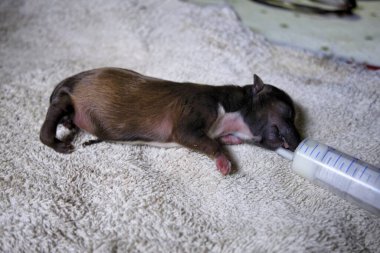 Yavru köpek dinleniyor. Kapatın.