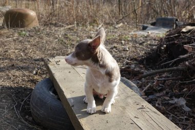 Köpek yetiştiricisi Jack Russell Terrier.