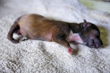 Yavru köpek dinleniyor. Kapatın.