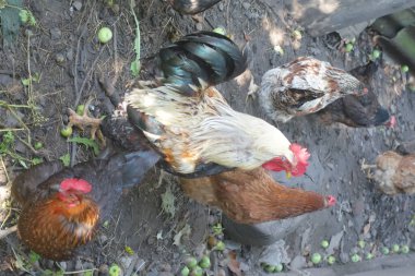 Tavuklar ve horozlar, yakından bakın.
