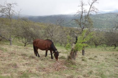 Carpathian atı. Karpatların Dağları. Transcarpathia
