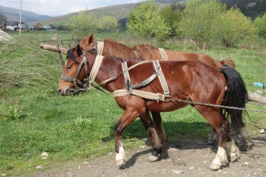 Hutsul atları dağ manzarasında